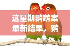 鸚鵡案最新進(jìn)展揭秘，心靈覺醒的自然之旅與微笑結(jié)局