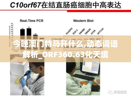 今晚澳門特馬開什么,動(dòng)態(tài)詞語解析_ORF360.63化天境