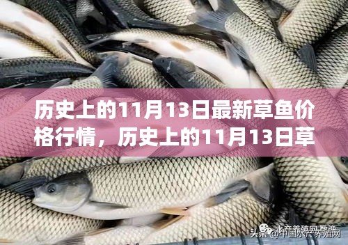 歷史上的草魚行情，揭秘11月13日的草魚價(jià)格與市場(chǎng)走勢(shì)分析