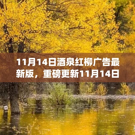 11月14日酒泉紅柳廣告最新版，重磅更新，精彩紛呈