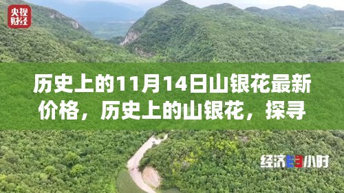 探尋山銀花價(jià)格變遷背后的故事與影響，歷史上的最新價(jià)格回顧（11月14日）