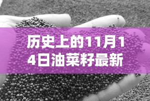 歷史上的11月14日油菜籽價格行情解析及查詢指南，最新行情與查詢步驟全解析