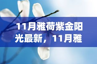 11月雅荷紫金陽光下的勵志蛻變，自信、成就與正能量并行不悖的旅程