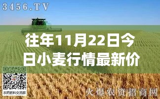 11月22日小麥行情深度解析，最新價格與市場影響力回顧