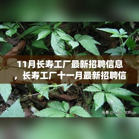 11月長壽工廠最新招聘信息詳解，如何順利應(yīng)聘長壽工廠并提升競爭力？