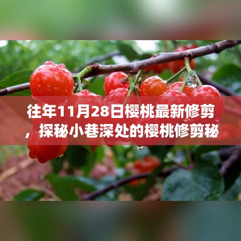 探秘櫻桃修剪秘境，揭秘11月28日修剪技藝的奇妙之旅