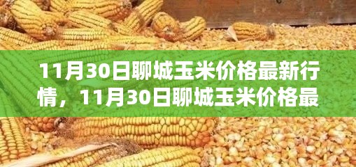 掌握聊城玉米最新行情，解析11月30日玉米價(jià)格動(dòng)態(tài)及應(yīng)對策略