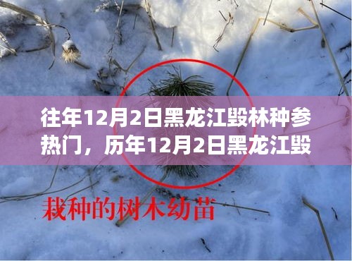 黑龍江毀林種參事件回顧，探尋背后的故事與啟示，歷年12月2日熱門事件聚焦