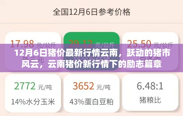 云南豬價最新動態(tài)，市場風(fēng)云涌動，豬市勵志篇章開啟