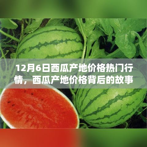 12月6日西瓜產(chǎn)地價(jià)格深度解析，變化的力量與自信的種子