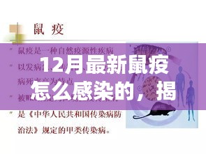 揭秘最新鼠疫感染途徑與預(yù)防措施，預(yù)防勝于恐慌