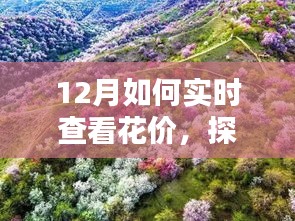 探秘小巷深處的花之秘境，揭秘十二月實時鮮花價格查看指南