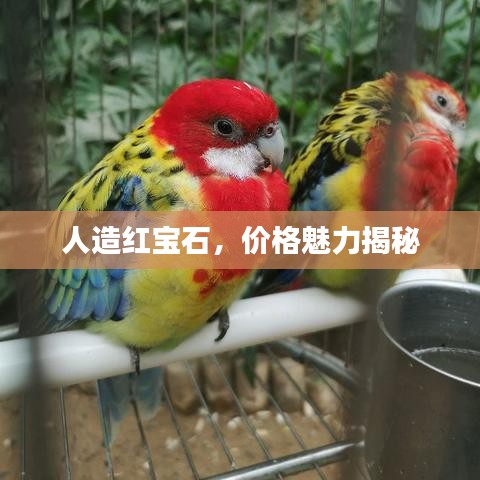 人造紅寶石，價格魅力揭秘