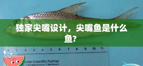 獨(dú)家尖嘴設(shè)計(jì)，尖嘴魚是什么魚? 