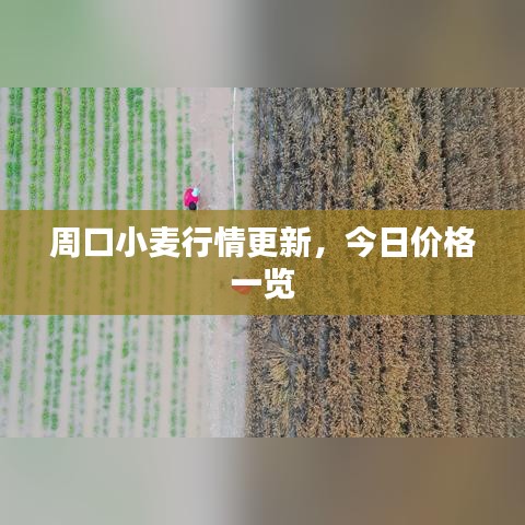 周口小麥行情更新，今日價格一覽