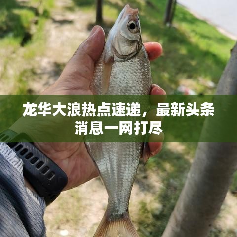 龍華大浪熱點速遞，最新頭條消息一網(wǎng)打盡