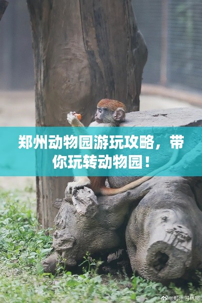 鄭州動物園游玩攻略，帶你玩轉(zhuǎn)動物園！