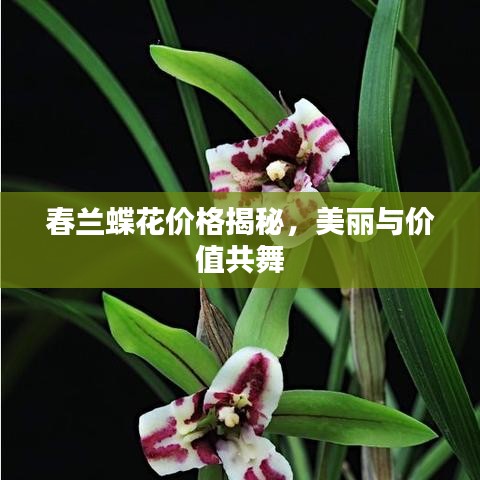 春蘭蝶花價(jià)格揭秘，美麗與價(jià)值共舞