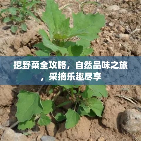 挖野菜全攻略，自然品味之旅，采摘樂趣盡享