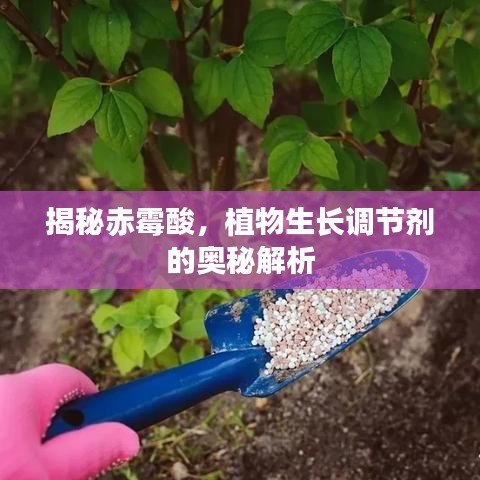 揭秘赤霉酸，植物生長(zhǎng)調(diào)節(jié)劑的奧秘解析