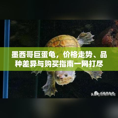 墨西哥巨蛋龜，價格走勢、品種差異與購買指南一網(wǎng)打盡