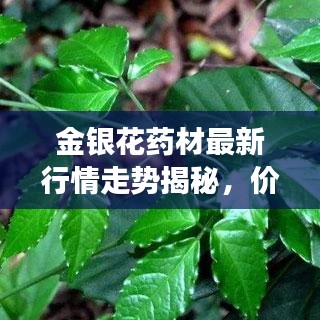 金銀花藥材最新行情走勢揭秘，價(jià)格動(dòng)態(tài)與市場趨勢分析