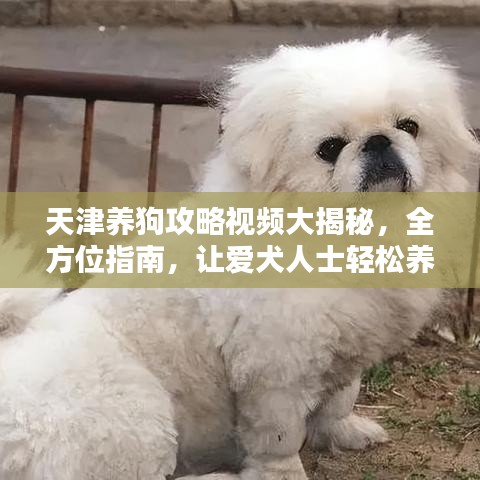 天津養(yǎng)狗攻略視頻大揭秘，全方位指南，讓愛(ài)犬人士輕松養(yǎng)寵！