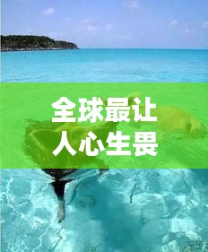 全球最讓人心生畏懼的海豹排名大揭秘！