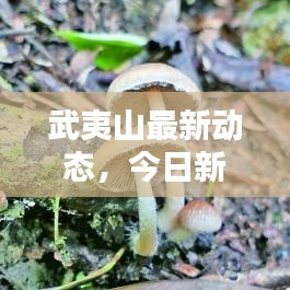 武夷山最新動態(tài)，今日新聞速遞