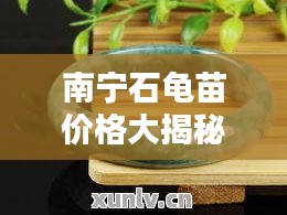 南寧石龜苗價(jià)格大揭秘，最新行情分析！