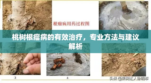 桃樹根瘤病的有效治療，專業(yè)方法與建議解析