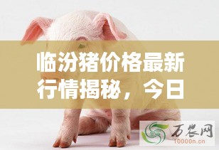 臨汾豬價格最新行情揭秘，今日走勢分析與預測