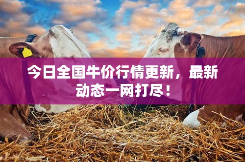 今日全國牛價(jià)行情更新，最新動(dòng)態(tài)一網(wǎng)打盡！