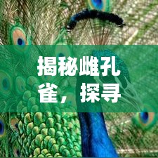 揭秘雌孔雀，探尋百度下的神秘生物世界