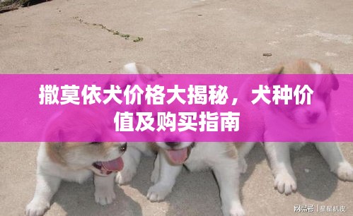 撒莫依犬價格大揭秘，犬種價值及購買指南