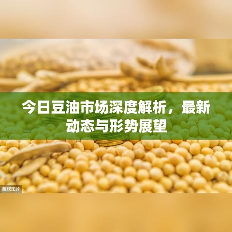 今日豆油市場深度解析，最新動態(tài)與形勢展望