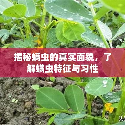 揭秘螨蟲(chóng)的真實(shí)面貌，了解螨蟲(chóng)特征與習(xí)性