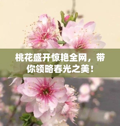 桃花盛開(kāi)驚艷全網(wǎng)，帶你領(lǐng)略春光之美！