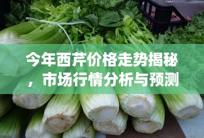 今年西芹價格走勢揭秘，市場行情分析與預(yù)測