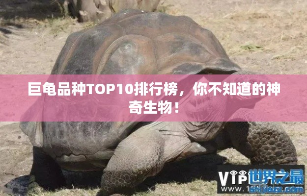 巨龜品種TOP10排行榜，你不知道的神奇生物！