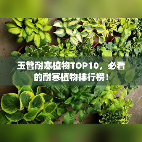 玉簪耐寒植物TOP10，必看的耐寒植物排行榜！