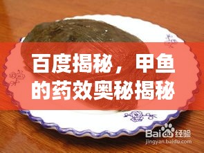 百度揭秘，甲魚的藥效奧秘揭秘！