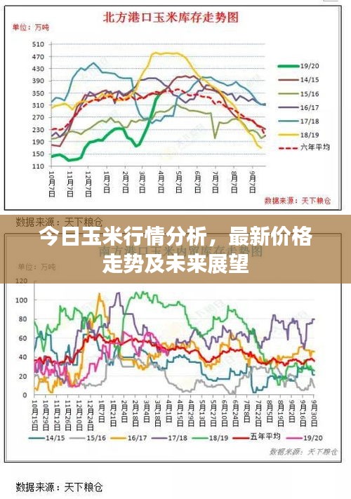 今日玉米行情分析，最新價格走勢及未來展望