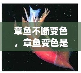 章魚不斷變色，章魚變色是主動(dòng)變異嗎 