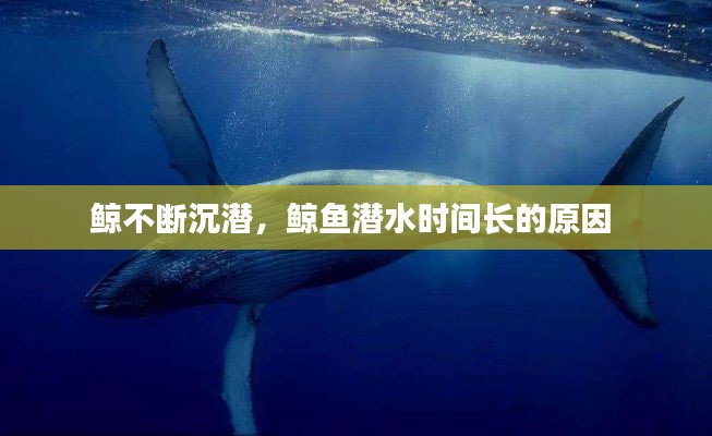 鯨不斷沉潛，鯨魚潛水時間長的原因 