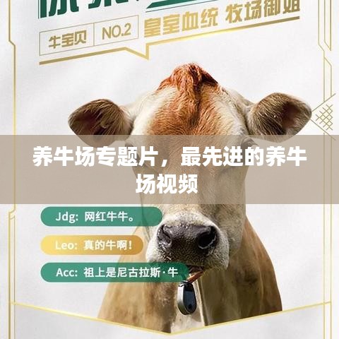 養(yǎng)牛場專題片，最先進(jìn)的養(yǎng)牛場視頻 