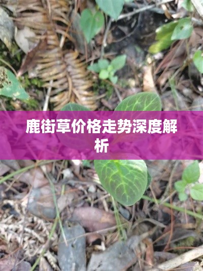 鹿街草價(jià)格走勢(shì)深度解析