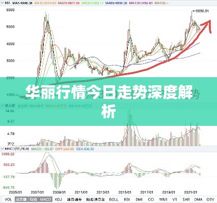 華麗行情今日走勢深度解析